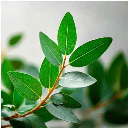 Eucalyptus Natural flavour